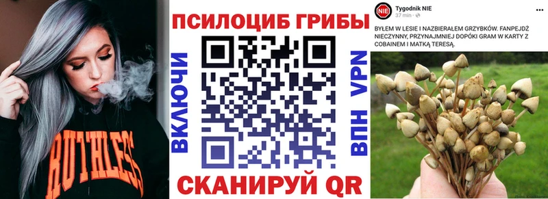 Псилоцибиновые грибы Cubensis  Купить закладки  Белая Холуница 